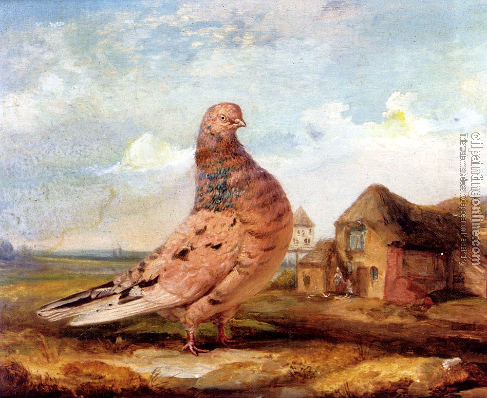 James Ward - A Fancy Pigeon